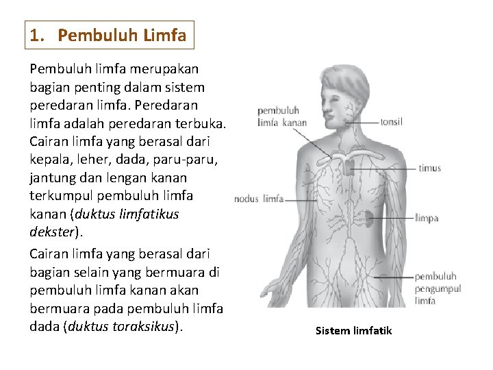 1. Pembuluh Limfa Pembuluh limfa merupakan bagian penting dalam sistem peredaran limfa. Peredaran limfa