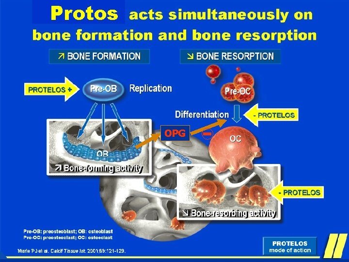 Protos OPG 