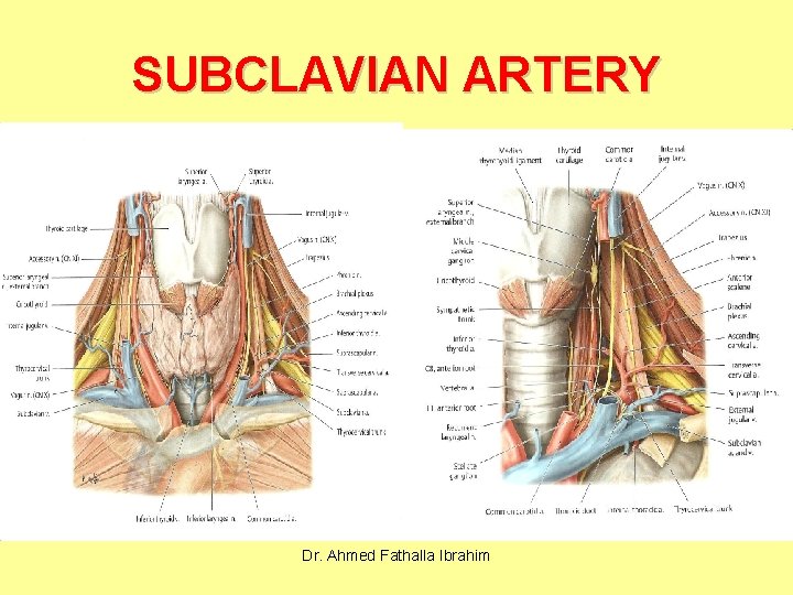 SUBCLAVIAN ARTERY Dr. Ahmed Fathalla Ibrahim 