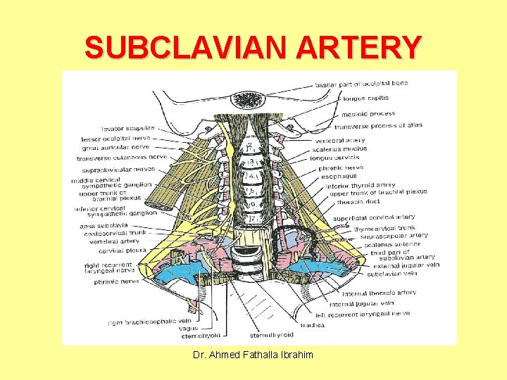SUBCLAVIAN ARTERY Dr. Ahmed Fathalla Ibrahim 