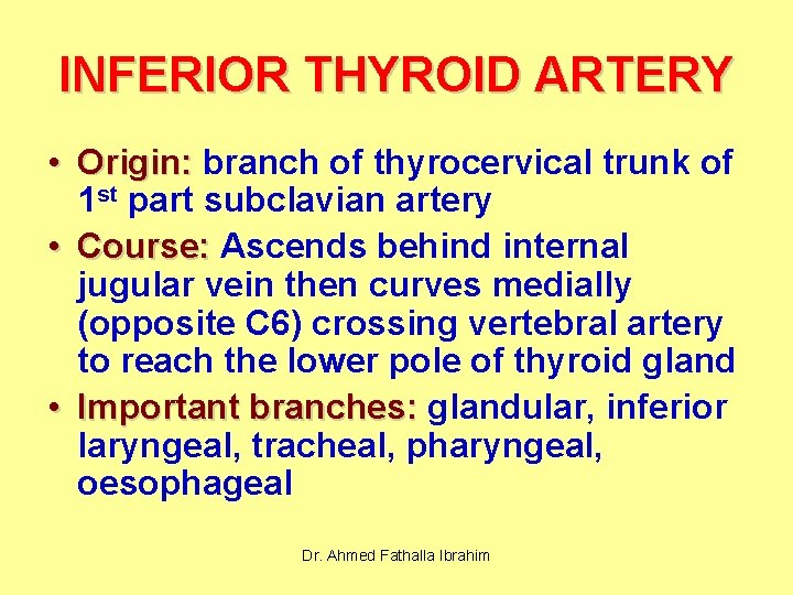 INFERIOR THYROID ARTERY • Origin: branch of thyrocervical trunk of 1 st part subclavian