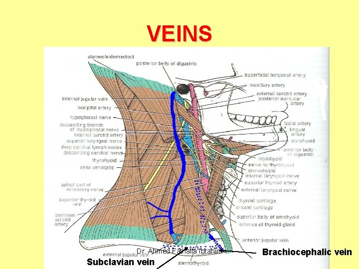 VEINS Dr. Ahmed Fathalla Ibrahim Subclavian vein Brachiocephalic vein 