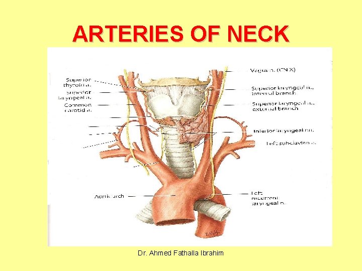 ARTERIES OF NECK Dr. Ahmed Fathalla Ibrahim 