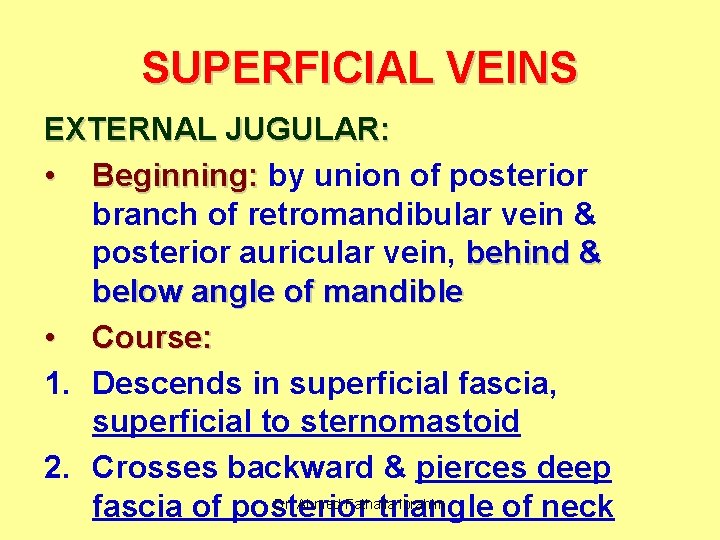 SUPERFICIAL VEINS EXTERNAL JUGULAR: • Beginning: by union of posterior branch of retromandibular vein