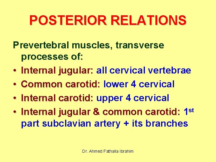 POSTERIOR RELATIONS Prevertebral muscles, transverse processes of: • Internal jugular: all cervical vertebrae •