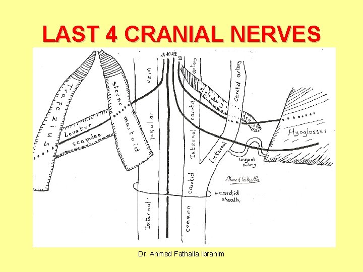 LAST 4 CRANIAL NERVES Dr. Ahmed Fathalla Ibrahim 