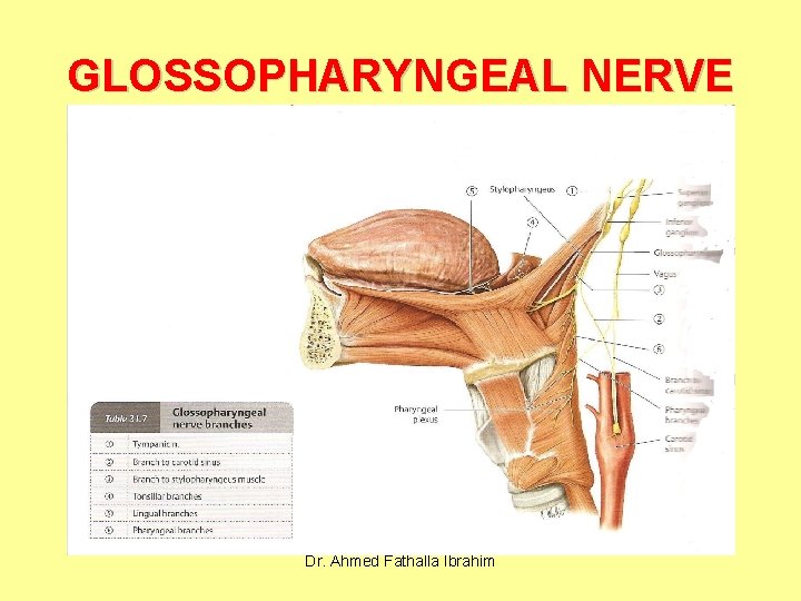 GLOSSOPHARYNGEAL NERVE Dr. Ahmed Fathalla Ibrahim 