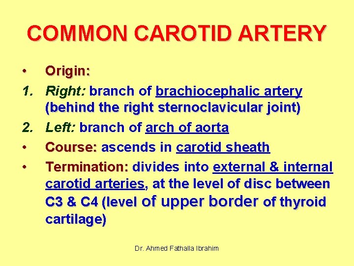 COMMON CAROTID ARTERY • Origin: 1. Right: branch of brachiocephalic artery (behind the right