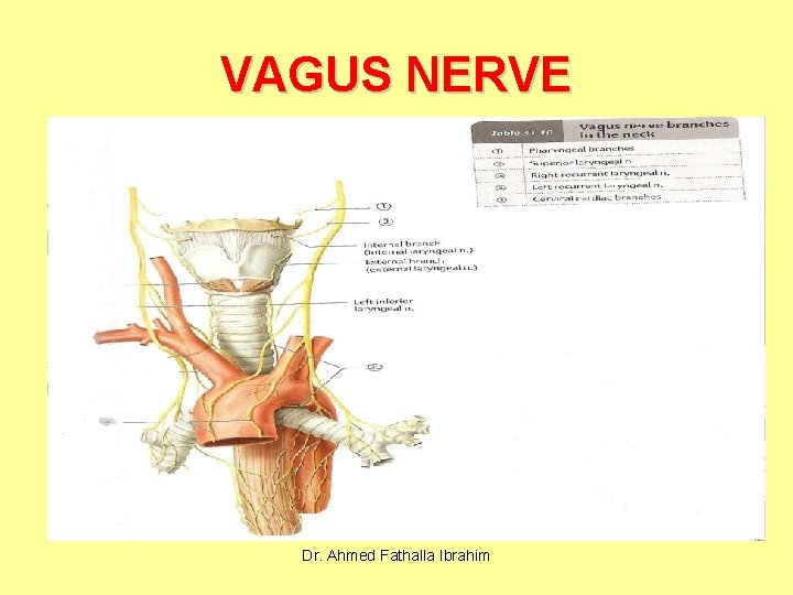 VAGUS NERVE Dr. Ahmed Fathalla Ibrahim 