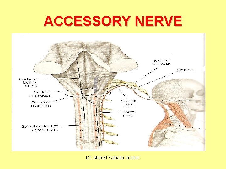 ACCESSORY NERVE Dr. Ahmed Fathalla Ibrahim 