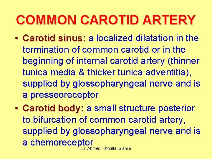 COMMON CAROTID ARTERY • Carotid sinus: a localized dilatation in the termination of common