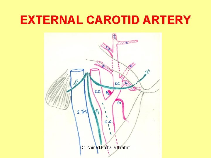 EXTERNAL CAROTID ARTERY Dr. Ahmed Fathalla Ibrahim 
