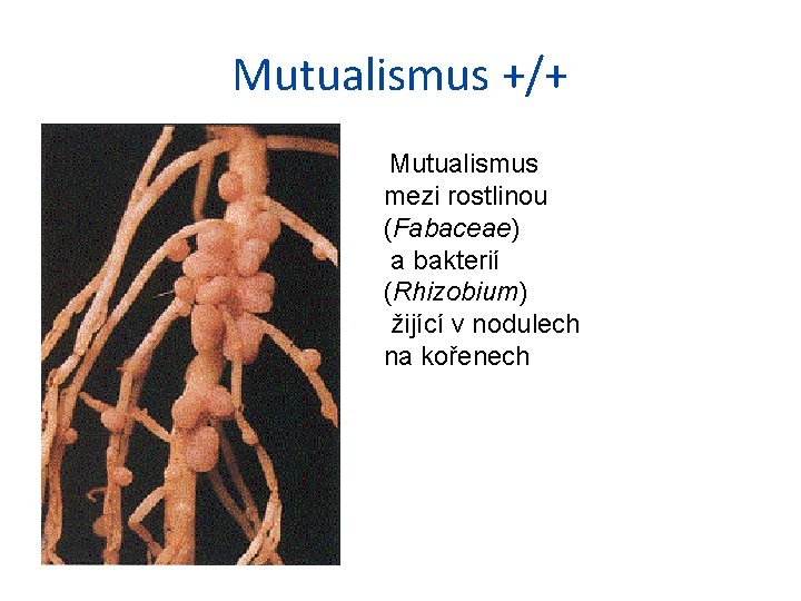 Mutualismus +/+ Mutualismus mezi rostlinou (Fabaceae) a bakterií (Rhizobium) žijící v nodulech na kořenech