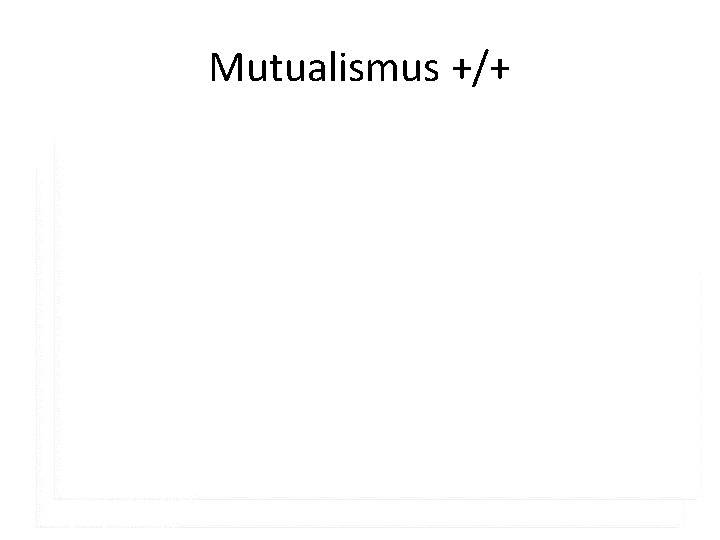 Mutualismus +/+ 