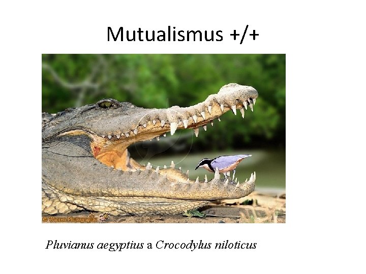 Mutualismus +/+ Pluvianus aegyptius a Crocodylus niloticus 