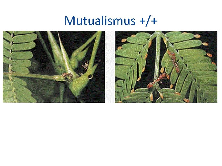 Mutualismus +/+ 