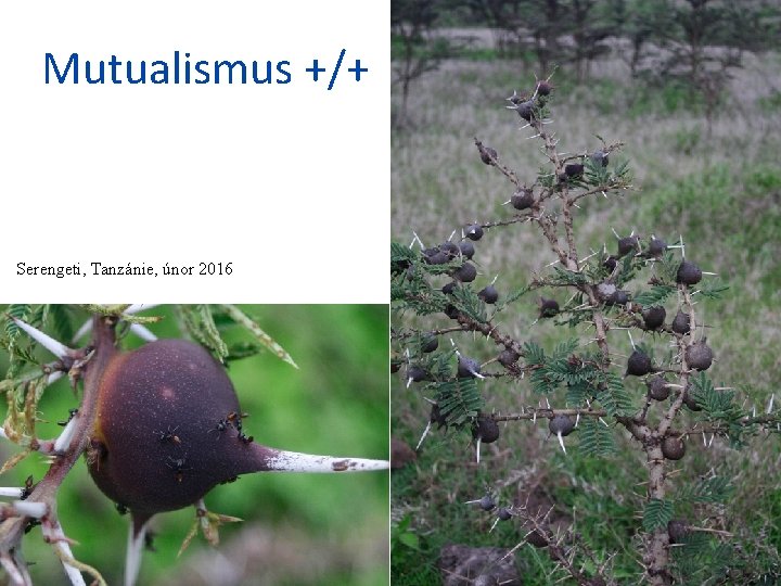 Mutualismus +/+ Serengeti, Tanzánie, únor 2016 