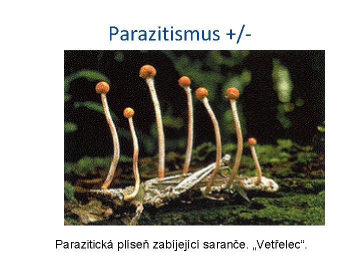 Parazitismus +/- Parazitická plíseň zabíjející saranče. „Vetřelec“. 