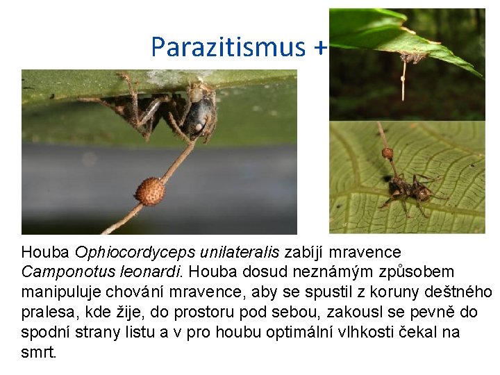 Parazitismus +/- Houba Ophiocordyceps unilateralis zabíjí mravence Camponotus leonardi. Houba dosud neznámým způsobem manipuluje