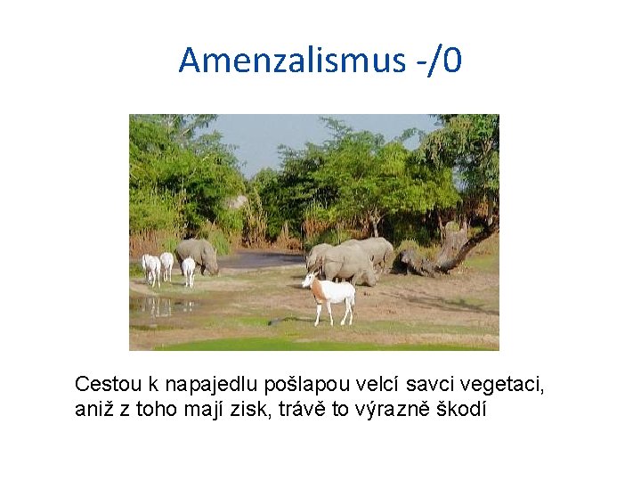 Amenzalismus -/0 Cestou k napajedlu pošlapou velcí savci vegetaci, aniž z toho mají zisk,