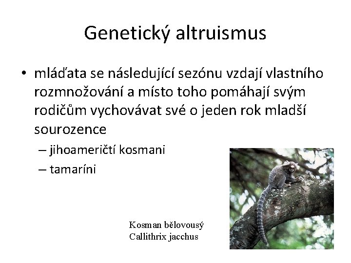 Genetický altruismus • mláďata se následující sezónu vzdají vlastního rozmnožování a místo toho pomáhají