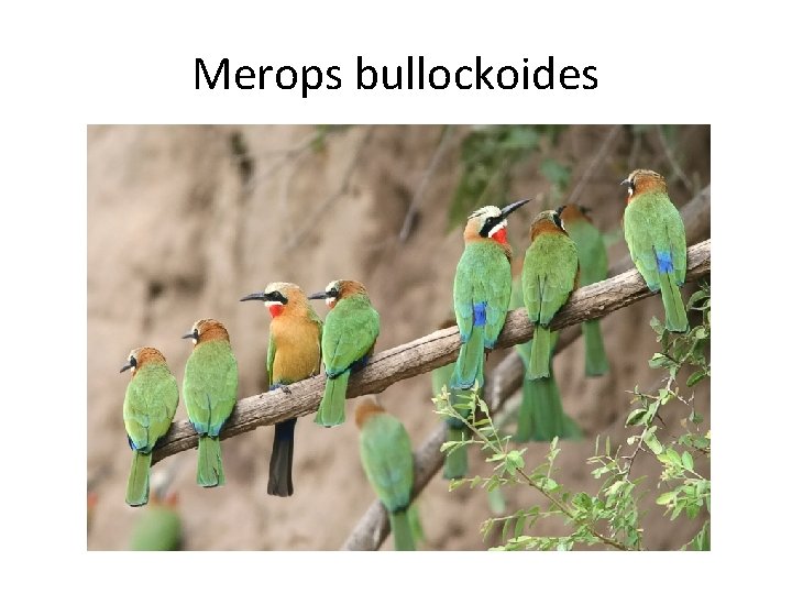 Merops bullockoides 