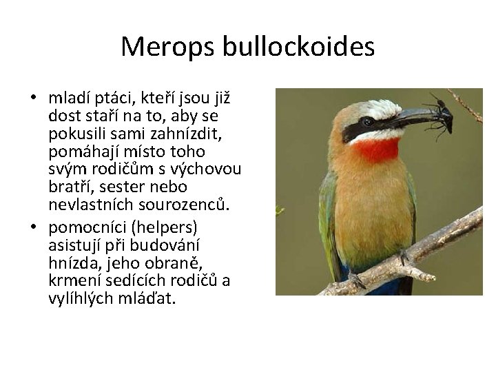 Merops bullockoides • mladí ptáci, kteří jsou již dost staří na to, aby se