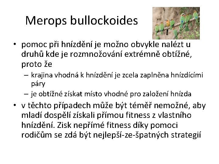 Merops bullockoides • pomoc při hnízdění je možno obvykle nalézt u druhů kde je