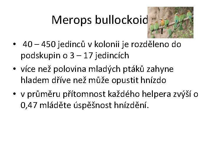 Merops bullockoides • 40 – 450 jedinců v kolonii je rozděleno do podskupin o