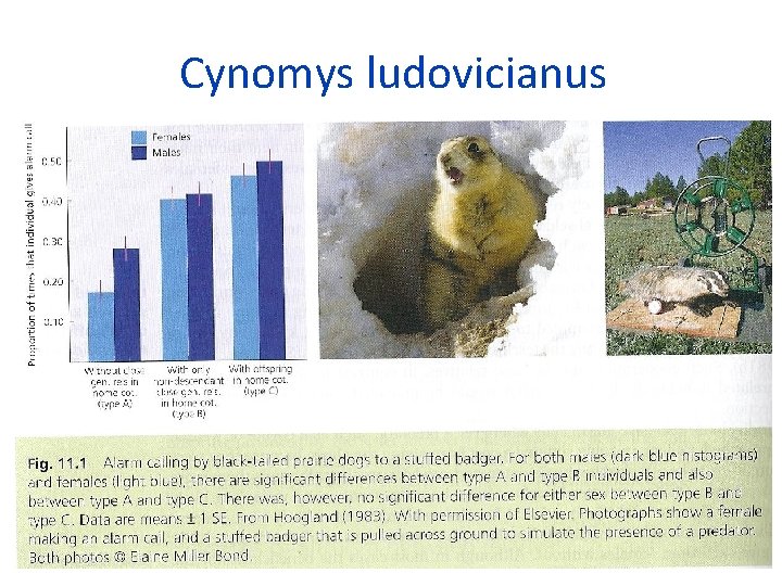 Cynomys ludovicianus 