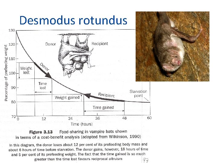 Desmodus rotundus 