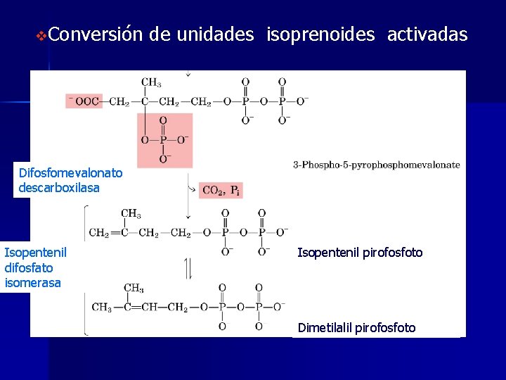 v. Conversión de unidades isoprenoides activadas Difosfomevalonato descarboxilasa Isopentenil difosfato isomerasa Isopentenil pirofosfoto Dimetilalil