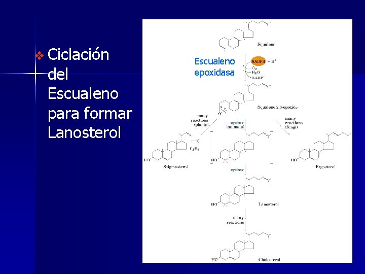 v Ciclación del Escualeno para formar Lanosterol Escualeno epoxidasa 