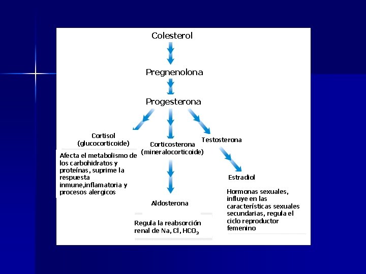 Colesterol Pregnenolona Progesterona Cortisol (glucocorticoide) Afecta el metabolismo de los carbohidratos y proteínas, suprime