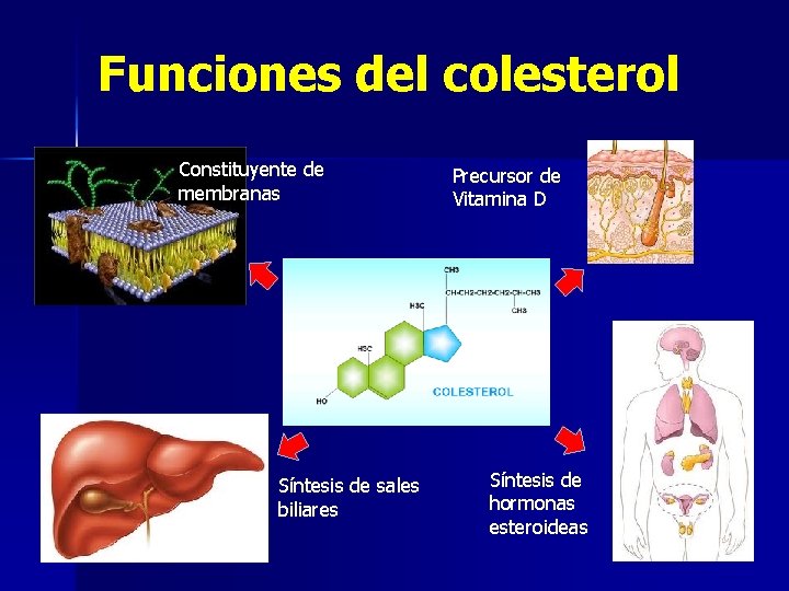 Funciones del colesterol Constituyente de membranas Síntesis de sales biliares Precursor de Vitamina D