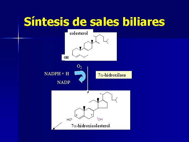 Síntesis de sales biliares colesterol OH O 2 NADPH + H 7 a-hidroxilasa NADP
