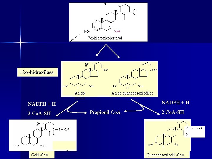 7 a-hidroxicolesterol 12 a-hidroxilasa Ácido cólico Ácido quenodesoxicólico NADPH + H 2 Co. A-SH