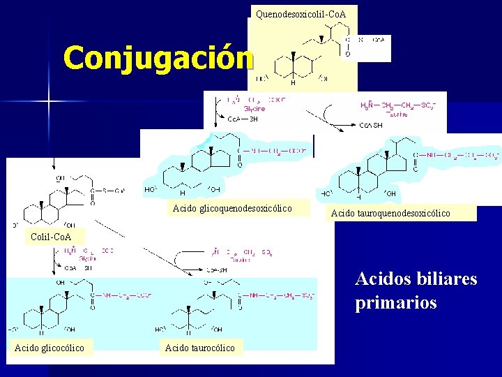Quenodesoxicolil-Co. A Conjugación Acido glicoquenodesoxicólico Acido tauroquenodesoxicólico Colil-Co. A Acidos biliares primarios Acido glicocólico