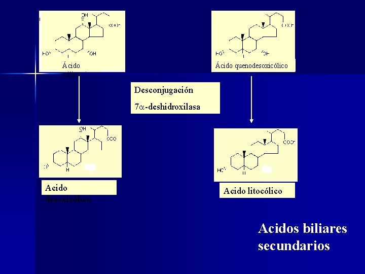 Ácido cólico Ácido quenodesoxicólico Desconjugación 7 a-deshidroxilasa Acido desoxicólico Acido litocólico Acidos biliares secundarios