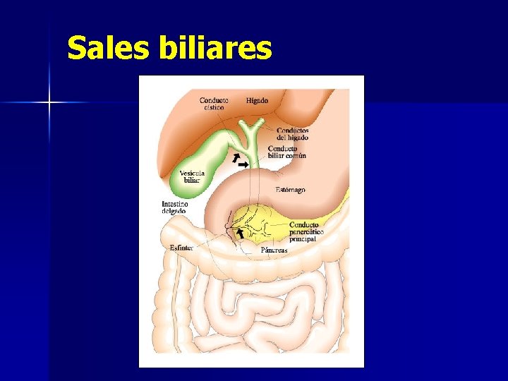 Sales biliares 