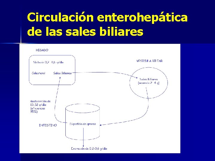 Circulación enterohepática de las sales biliares 