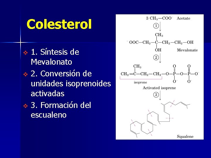Colesterol 1. Síntesis de Mevalonato v 2. Conversión de unidades isoprenoides activadas v 3.