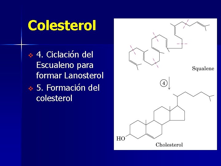 Colesterol 4. Ciclación del Escualeno para formar Lanosterol v 5. Formación del colesterol v