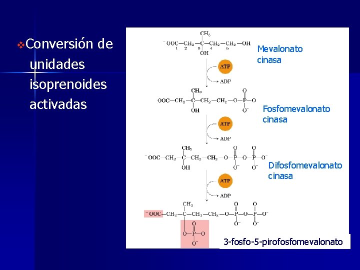 v. Conversión de unidades isoprenoides activadas Mevalonato cinasa Fosfomevalonato cinasa Difosfomevalonato cinasa 3 -fosfo-5