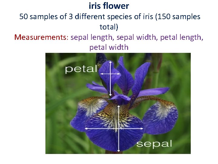 iris flower 50 samples of 3 different species of iris (150 samples total) Measurements: