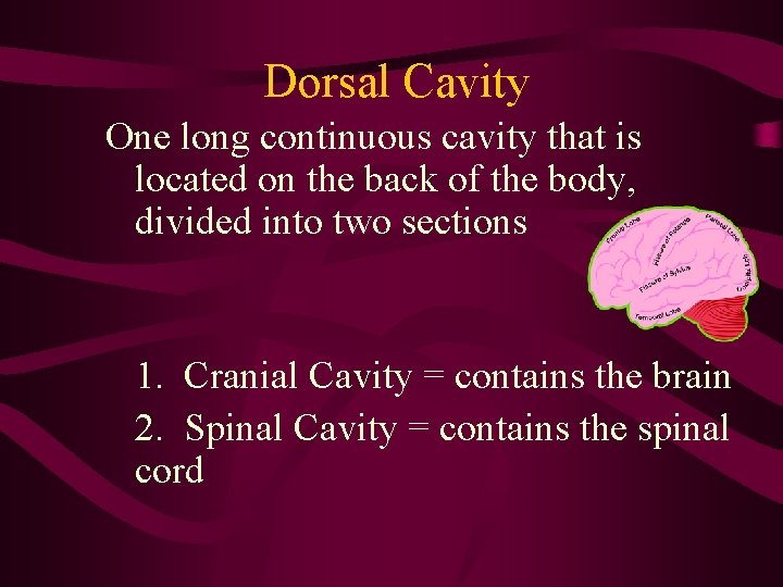Dorsal Cavity One long continuous cavity that is located on the back of the Dorsal Cavity One long continuous cavity that is located on the back of the