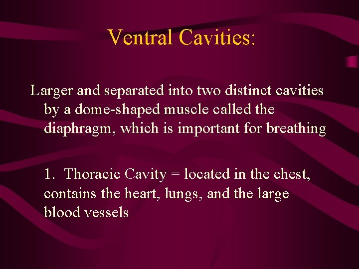 Ventral Cavities: Larger and separated into two distinct cavities by a dome-shaped muscle called Ventral Cavities: Larger and separated into two distinct cavities by a dome-shaped muscle called
