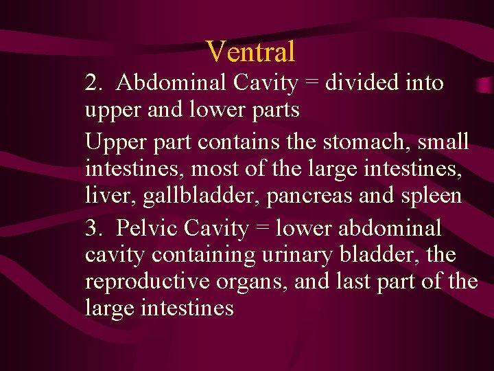 Ventral 2. Abdominal Cavity = divided into upper and lower parts Upper part contains Ventral 2. Abdominal Cavity = divided into upper and lower parts Upper part contains