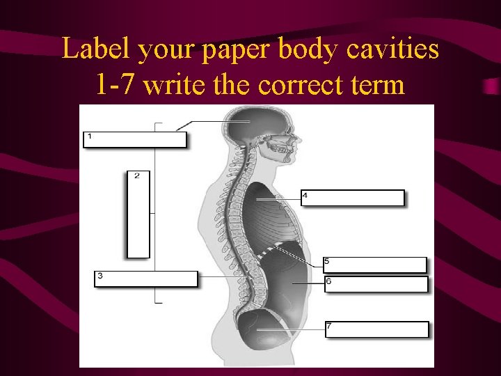 Label your paper body cavities 1 -7 write the correct term  Label your paper body cavities 1 -7 write the correct term