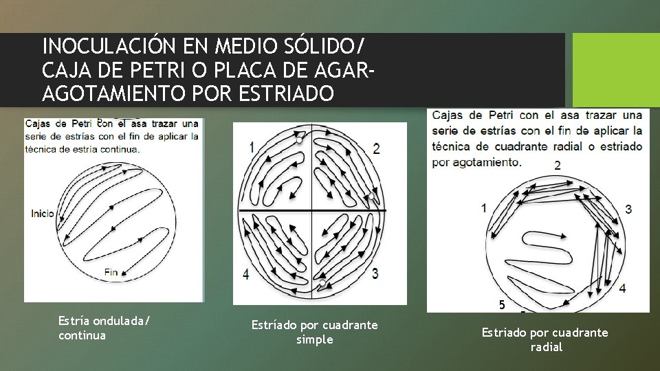 INOCULACIÓN EN MEDIO SÓLIDO/ CAJA DE PETRI O PLACA DE AGARAGOTAMIENTO POR ESTRIADO 5